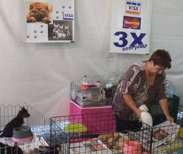 vente de chien au Brésil